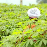 securite-alimentaire-en-cote-d-ivoire-la-bad-et-le-japon-decaissent-145-600-milliards-fcfa