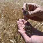 guerre-en-ukraine-bientot-un-accord-porteur-d-espoir-entre-l-ukraine-et-la-russie