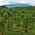 tafire-reboisement-la-fondation-yode-et-siro-lance-une-operation-de-planting-de-tecks-sur-30-hectares