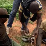 prikro-la-police-des-stupefiants-detruit-un-demi-hectare-de-cannabis-et-interpelle-2-deux-individus