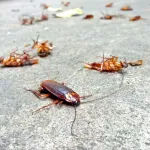 entretien-maison-se-debarrasser-des-cafards-avec-des-produits-naturels-c-est-possible