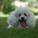 chaleur-au-japon-une-entreprise-cree-des-mini-costumes-avec-un-ventilateur-pour-des-chiens