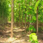 cote-d-ivoire-la-fete-de-l-independance-marquee-par-un-planting-d-arbre-a-la-prefecture-d-attoutou