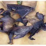 niakara-comment-les-chauves-souris-privent-les-populations-d-electricite-un-agent-de-la-cie-explique