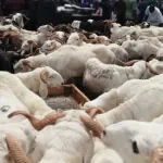 terreur-a-port-bouet-150-moutons-voles-en-sept-mois-plusieurs-malfrats-arretes