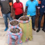 cote-d-ivoire-deux-trafiquants-d-ecailles-de-pangolins-interpelles-a-yopougon-avec-122-kg-d-ecailles-de-pangolins