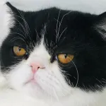 voici-7-aliments-ne-surtout-jamais-donner-a-un-chat