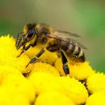 surpris-par-une-abeille-un-premier-ministre-l-avale-en-pleine-conference-de-presse