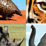 un-indien-voyage-avec-17-animaux-sauvages-vivants-dans-ses-bagages