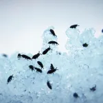 sante-piqures-de-puces-voici-comment-les-soulager