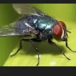 insecte-nuisible-astuce-simple-et-efficace-pour-se-debarasser-des-mouches-dans-vos-maisons