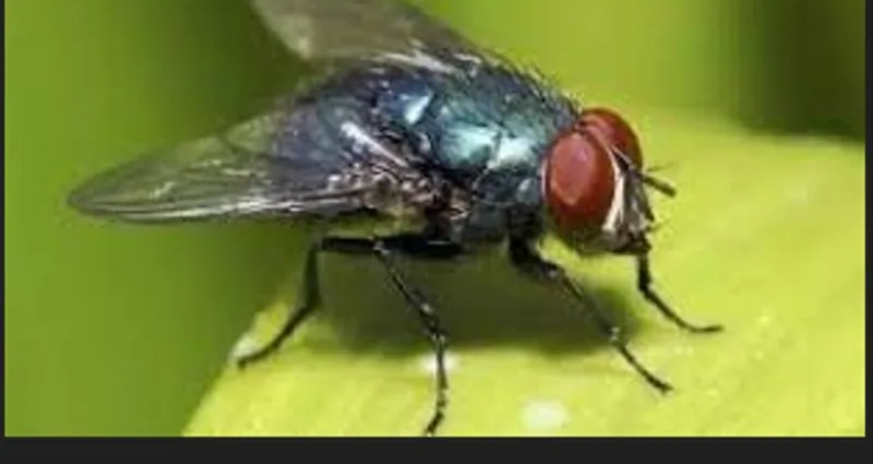insecte-nuisible-astuce-simple-et-efficace-pour-se-debarasser-des-mouches-dans-vos-maisons