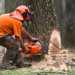 drame-dans-une-foret-sacree-un-scieur-tue-mysterieusement-par-un-tronc-d-arbre-abattu