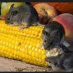 astuce-maison-eloignez-les-souris-de-chez-vous-avec-cet-ingredient-insoupconne-mais-tres-efficace