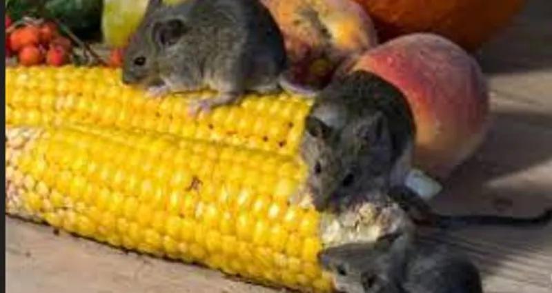 astuce-maison-eloignez-les-souris-de-chez-vous-avec-cet-ingredient-insoupconne-mais-tres-efficace