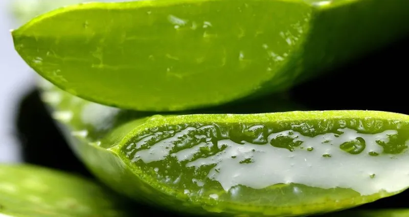 l-aloe-vera-les-vertus-et-bienfaits-d-une-plante-miracle-sur-la-sante