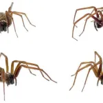 astuce-maison-methode-simple-pour-eloigner-les-araignees-de-son-interieur