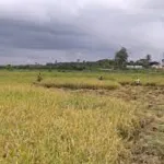 projet-de-pole-agro-industrie-du-belier-1-116-ha-amenages