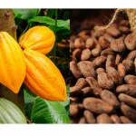 cacao-des-organisations-felicitent-la-cote-d-ivoire-et-le-ghana-pour-le-boycott-d-une-reunion-a-bruxelles