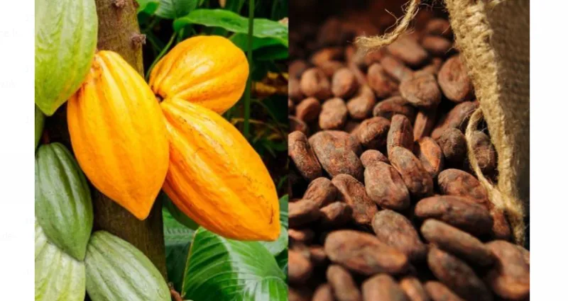 cacao-des-organisations-felicitent-la-cote-d-ivoire-et-le-ghana-pour-le-boycott-d-une-reunion-a-bruxelles