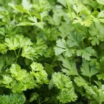 astuces-beaute-les-bienfaits-du-persil-sur-le-visage