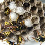 astuces-maison-detruire-un-nid-de-guepe-naturellement-et-prevenir-sa-formation-initiale