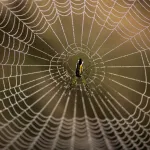 entretien-de-maison-3-astuces-faciles-et-naturelles-pour-que-les-araignees-quittent-votre-interieur