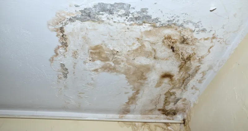 astuces-maison-deux-remedes-naturels-pour-eliminer-les-moisissures