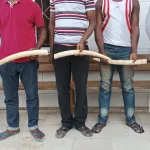 cote-d-ivoire-5-presumes-trafiquants-interpelles-a-anyama-et-a-abobo-avec-3-ivoires-d-elephants