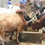 bouna-des-braqueurs-emportent-plus-de-3-millions-chez-un-bouvier-apres-une-vente-fructueuse-de-boeufs