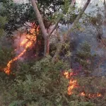 prevention-des-incendies-de-forets-en-saison-seche-la-sodefor-lance-un-appel-aux-populations-riveraines