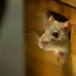 astuces-maison-se-debarrasser-des-souris-avec-du-bicarbonate-de-soude