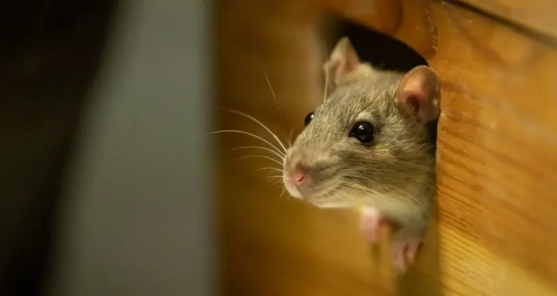 astuces-maison-se-debarrasser-des-souris-avec-du-bicarbonate-de-soude