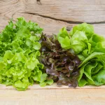 conservation-de-laitues-4-astuces-pour-garder-sa-laitue-fraiche-plus-longtemps