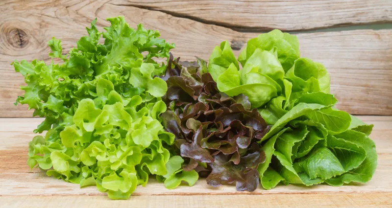 conservation-de-laitues-4-astuces-pour-garder-sa-laitue-fraiche-plus-longtemps