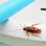 astuces-maison-liberez-nos-placards-des-infestations-de-cafards