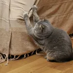 maison-votre-chat-fait-ses-griffes-sur-le-canape-3-astuces-et-conseil-a-connaitre