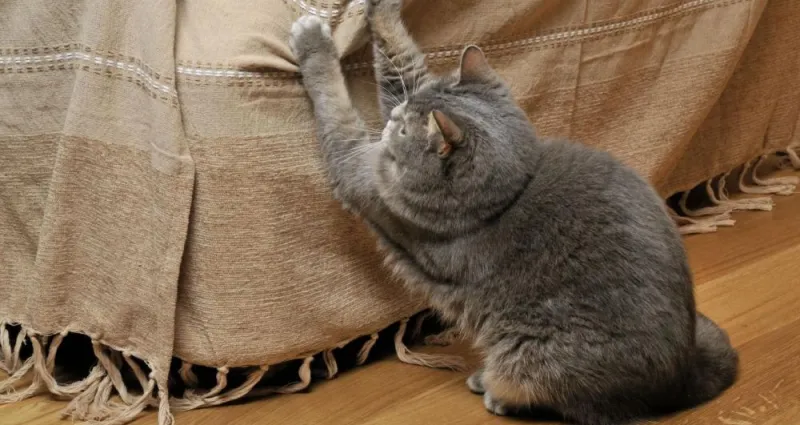 maison-votre-chat-fait-ses-griffes-sur-le-canape-3-astuces-et-conseil-a-connaitre