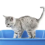 odeur-d-urine-de-chat-voici-la-meilleure-methode-pour-la-faire-disparaitre