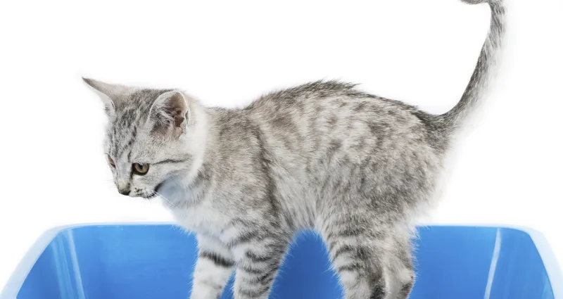 odeur-d-urine-de-chat-voici-la-meilleure-methode-pour-la-faire-disparaitre