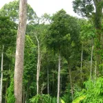 cote-d-ivoire-un-plan-de-gestion-elabore-pour-la-preservation-de-la-reserve-de-bossematie