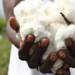 agriculture-le-coton-ivoirien-menace-par-une-nouvelle-espece-d-insecte