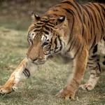 un-tigre-en-liberte-nouvelle-panique-pres-de-johannesburg