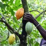 agriculture-le-gouvernement-decaisse-plus-de-9-milliards-de-fcfa-aux-producteurs-de-cacao-en-2022