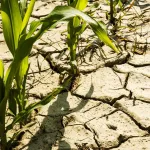 cote-d-ivoire-nouvelles-perspectives-climatiques-et-agroclimatiques-tout-savoir-sur-les-previsions-de-la-sodexam