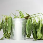 jardin-3-astuces-pour-sauver-une-plante-morte-et-la-faire-repartir