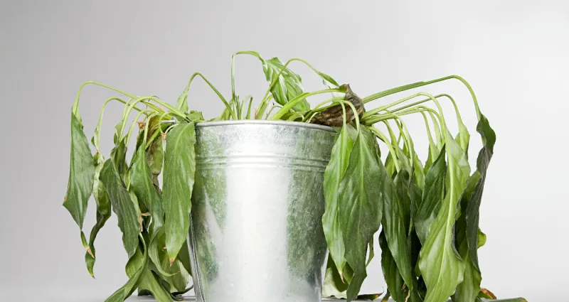 jardin-3-astuces-pour-sauver-une-plante-morte-et-la-faire-repartir