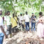 restauration-du-couvert-forestier-ivoirien-la-fao-devoile-les-premiers-resultats-du-projet-promire