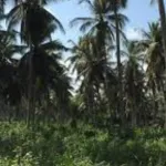 vente-illegale-de-terre-a-taboth-le-chef-de-village-et-sa-notabilite-disent-leur-part-de-verite