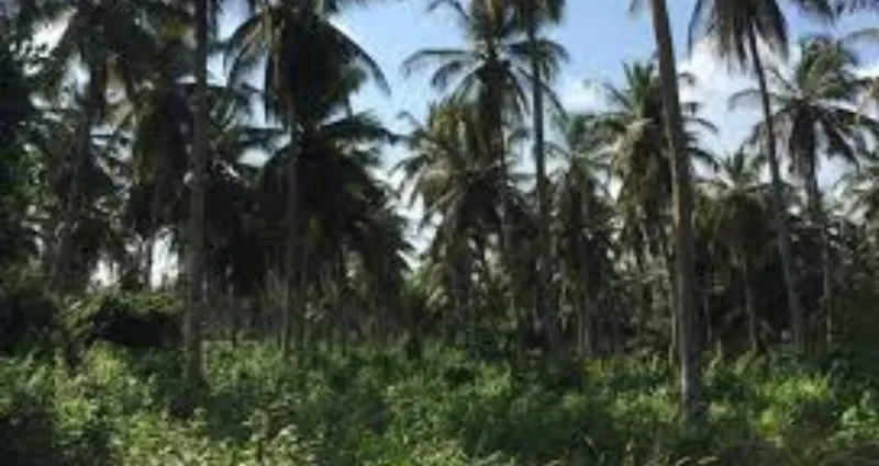 vente-illegale-de-terre-a-taboth-le-chef-de-village-et-sa-notabilite-disent-leur-part-de-verite